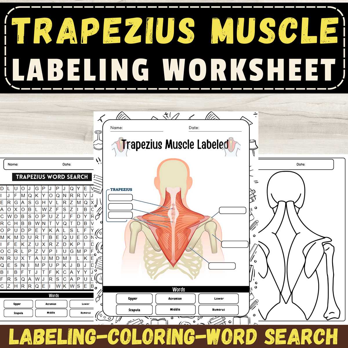 labeling muscles worksheet