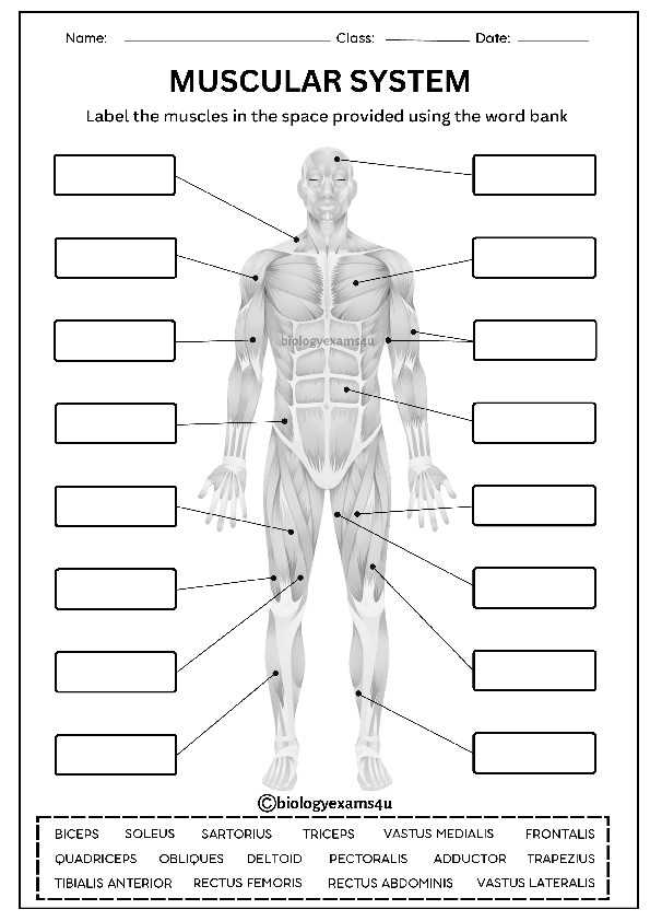 labelling muscles worksheet
