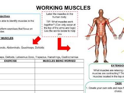labelling muscles worksheet