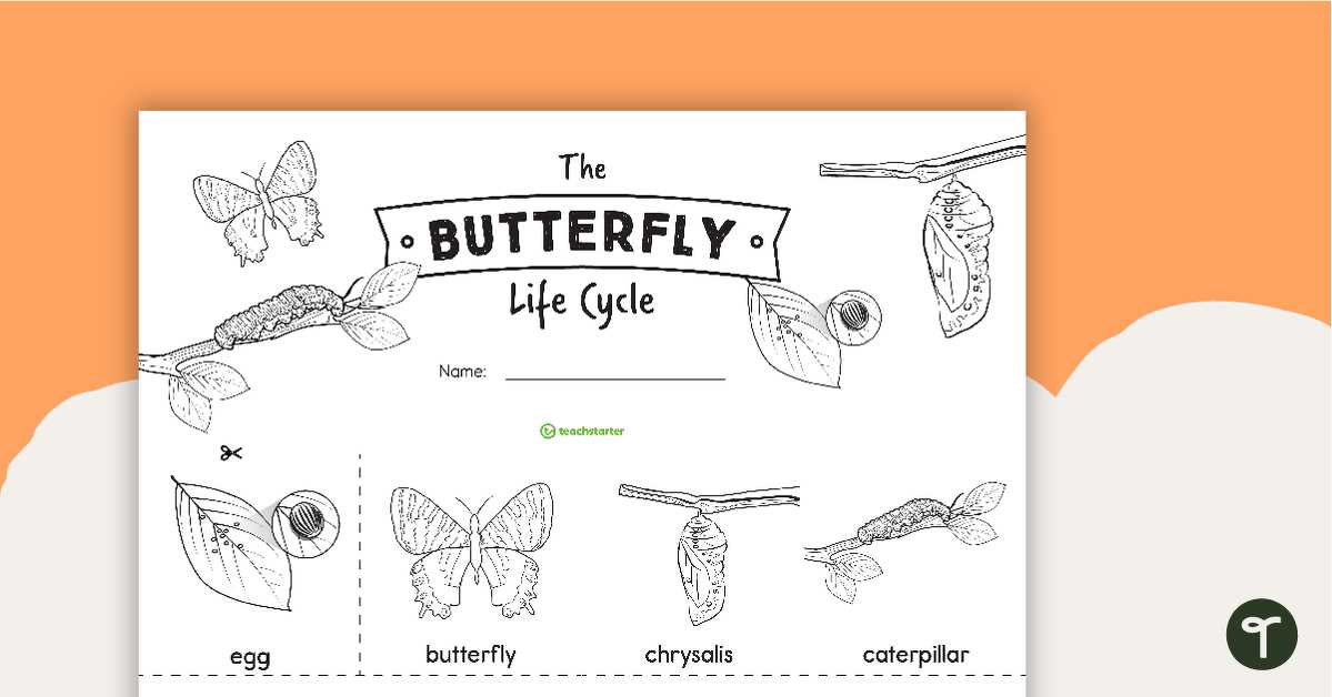 life cycle caterpillar worksheet