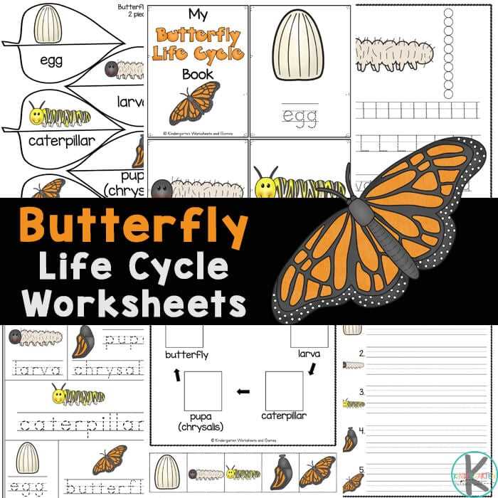 life cycle of a butterfly cut and paste worksheet
