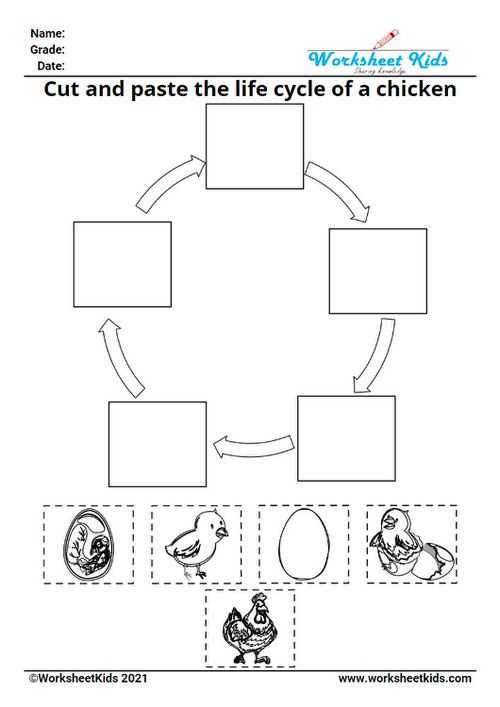 life cycle of a chick worksheet