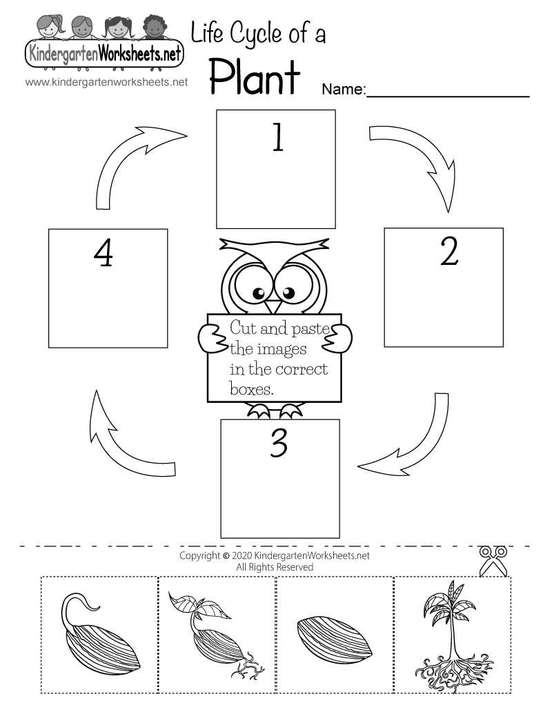 life cycle of a plant worksheet for kindergarten