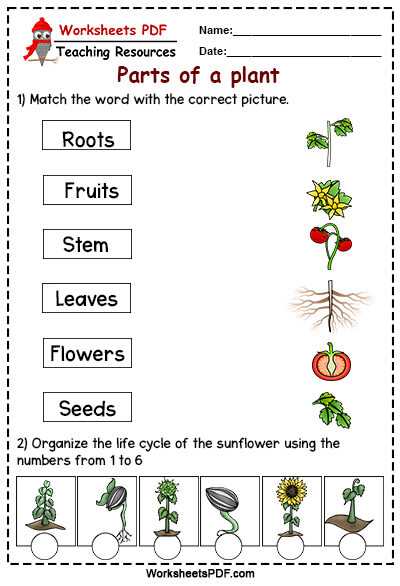 life cycle of a plant worksheet for kindergarten
