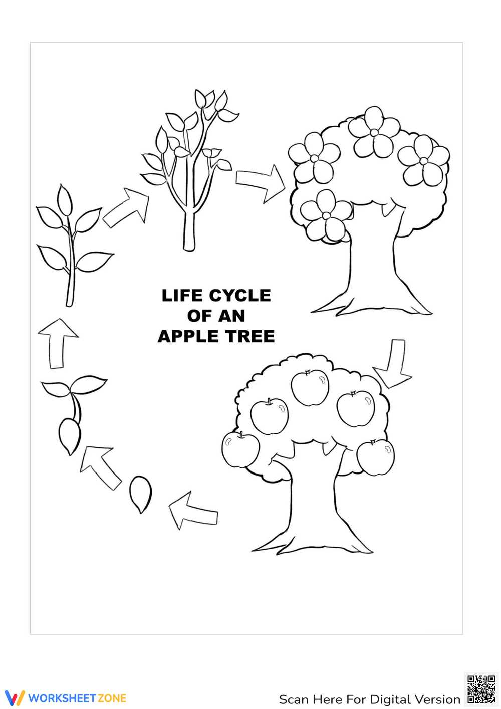 life cycle of an apple worksheet