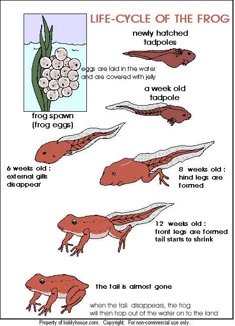 life cycle of frog worksheet