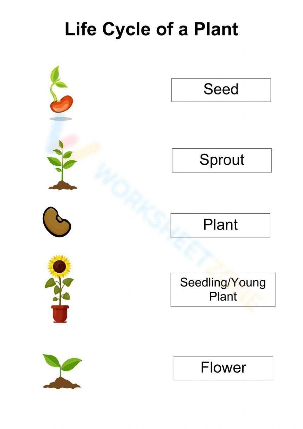 life cycle of plants worksheet