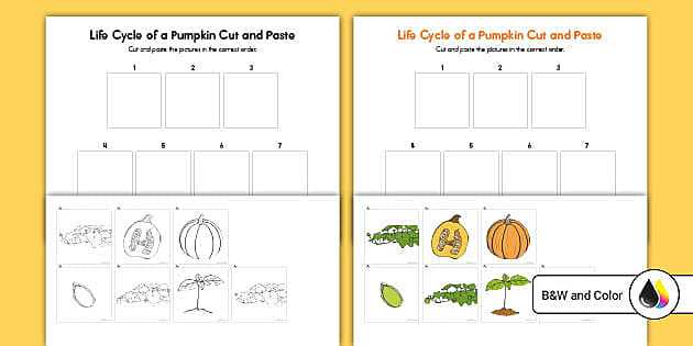 life cycle of the pumpkin worksheet
