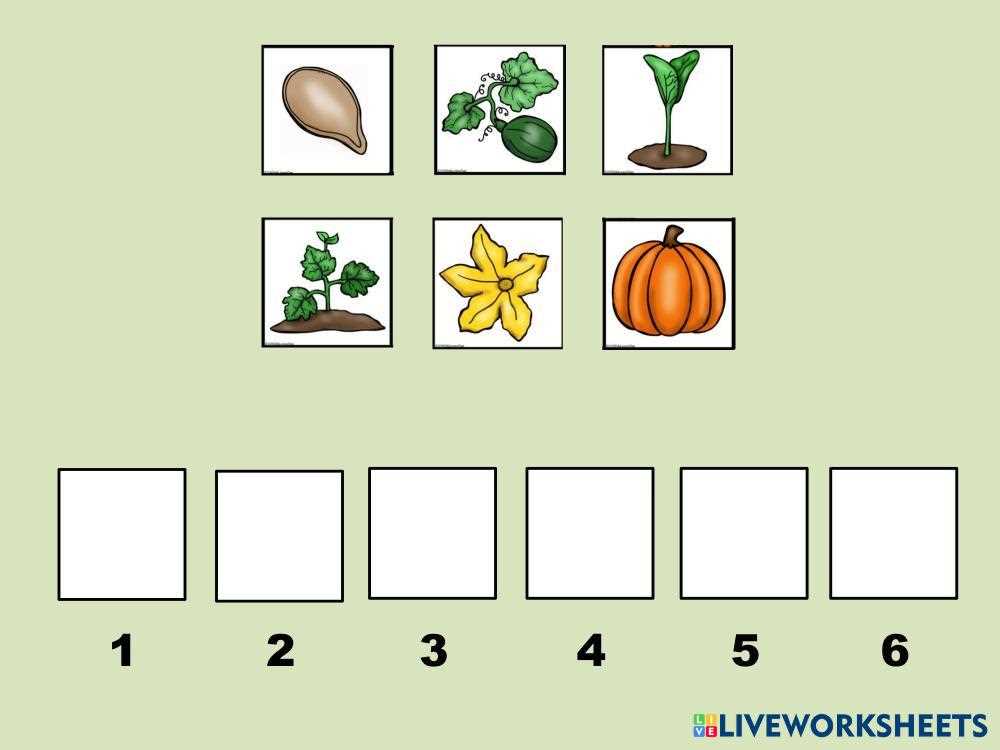 life cycle pumpkin worksheet