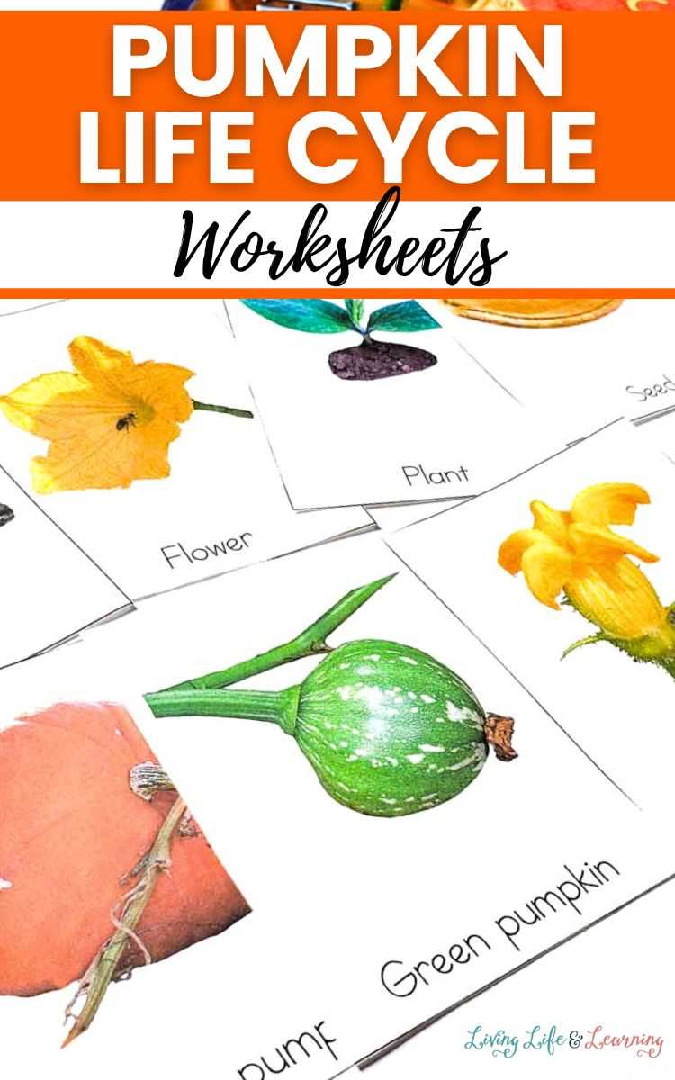 life cycle pumpkin worksheet