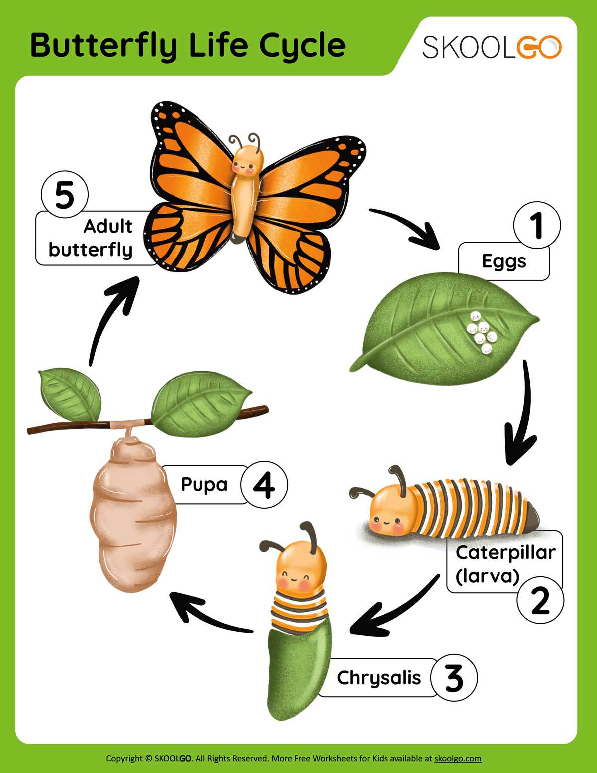 life stages of a butterfly worksheet