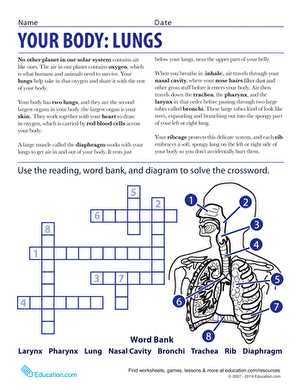 lungs worksheet