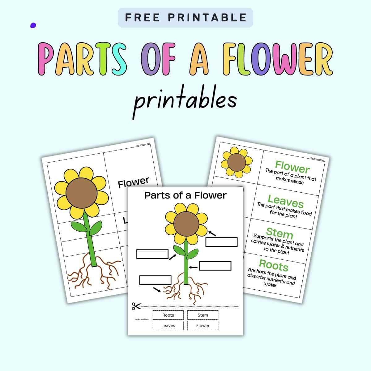 parts of a plant worksheet kindergarten
