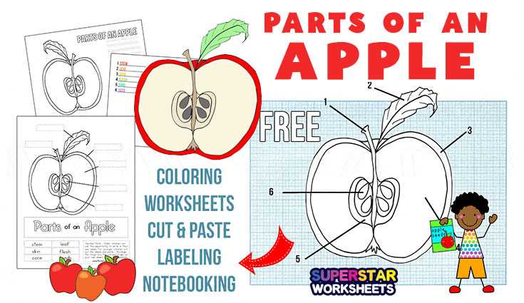 parts of an apple worksheet