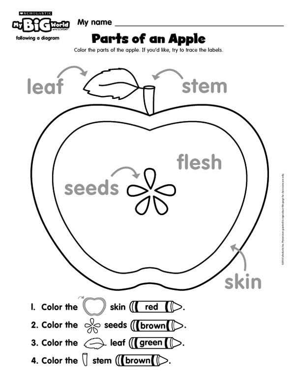 parts of an apple worksheet