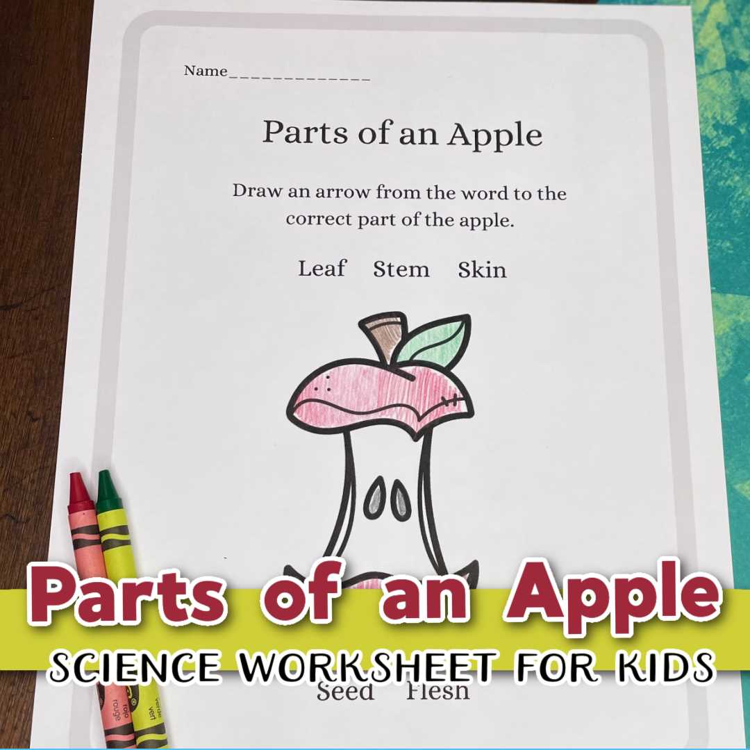 parts of an apple worksheet