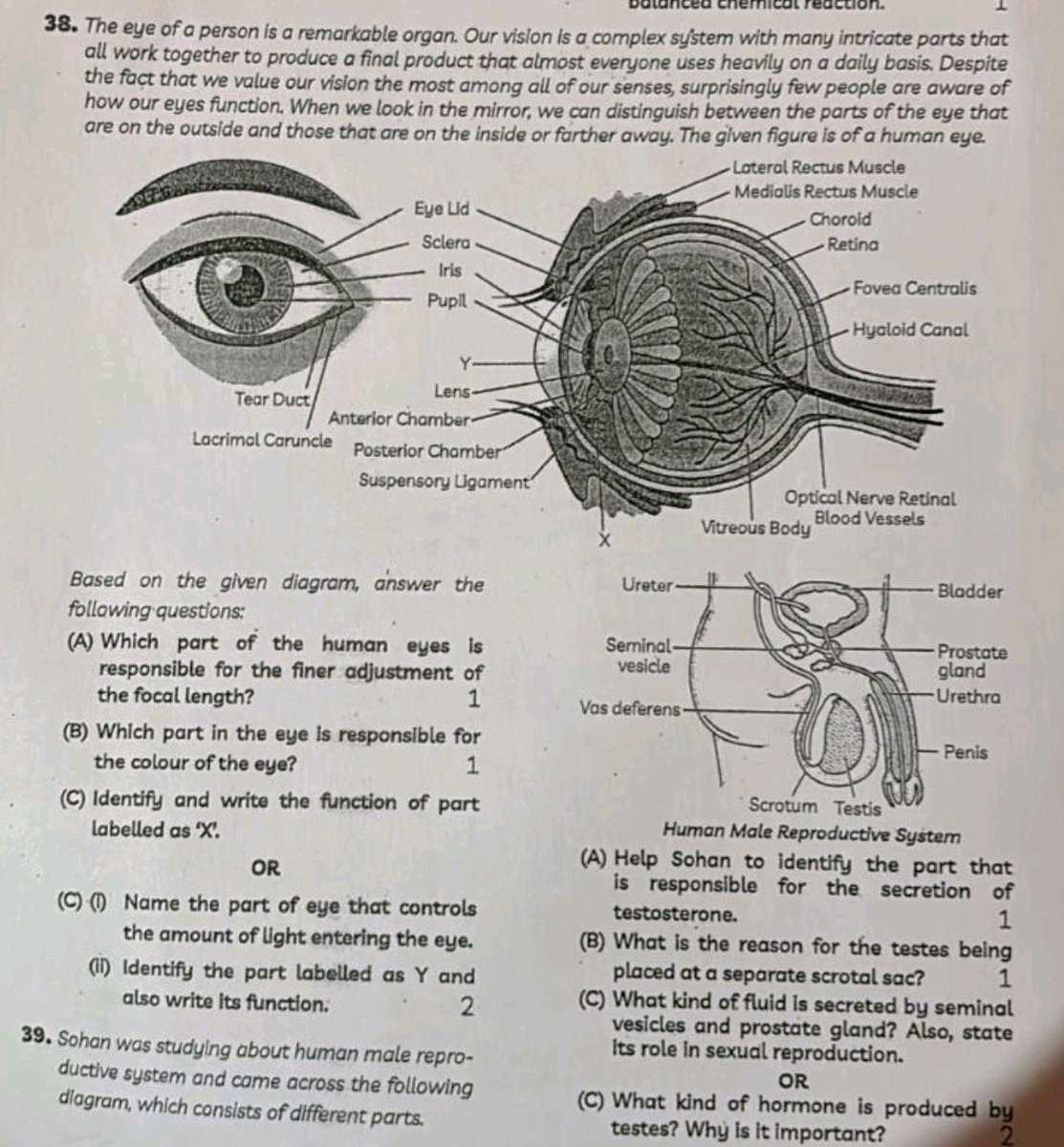 parts of an eye worksheet