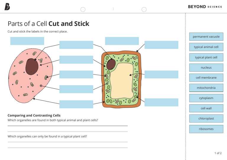 parts of plant cell worksheet