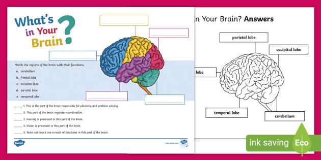 parts of the brain worksheet