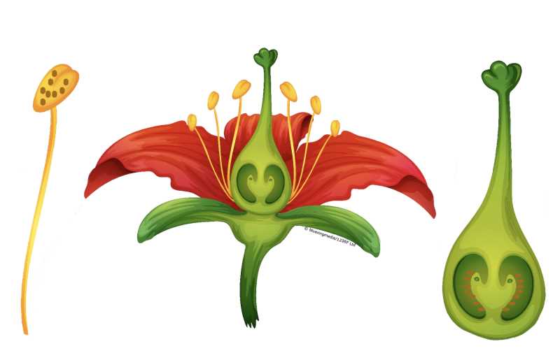 parts of the flower worksheet