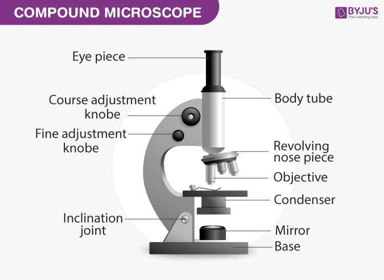 parts of the light microscope worksheet