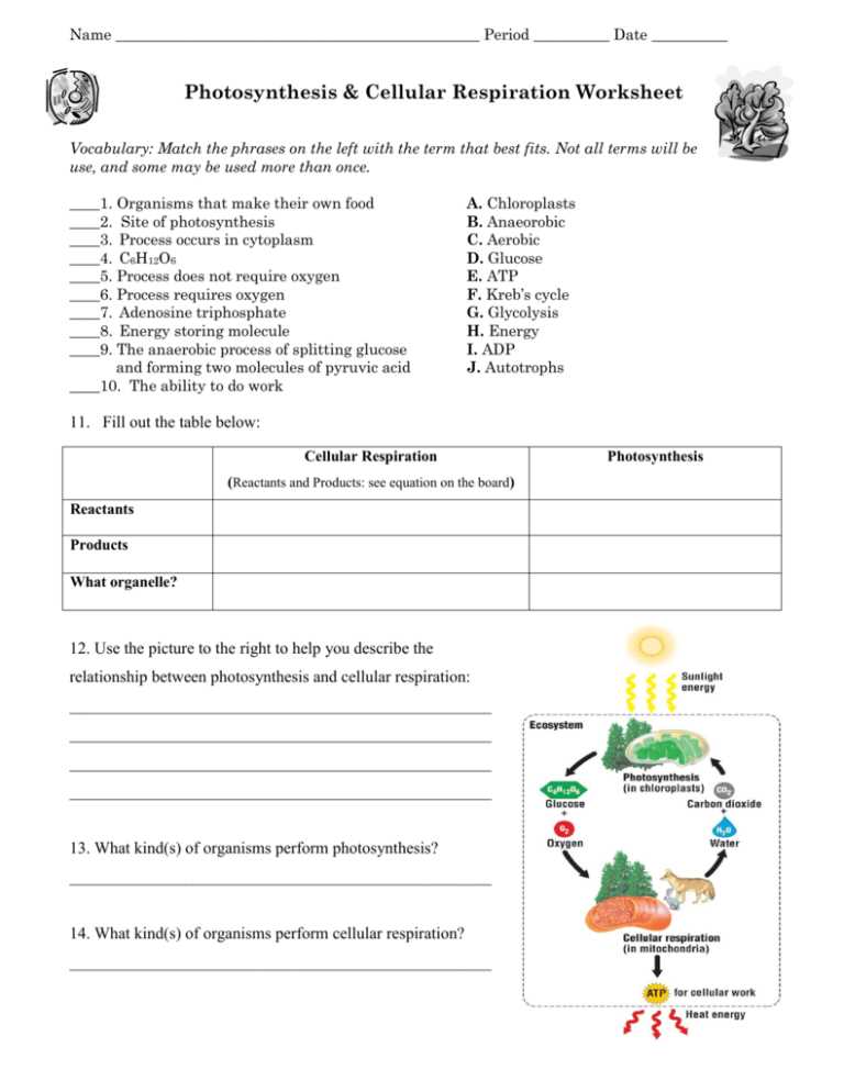 photosynthesis & cellular respiration worksheet