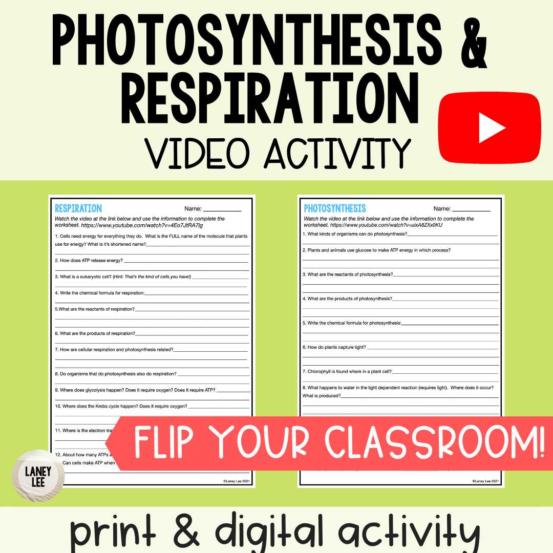 photosynthesis & respiration worksheet