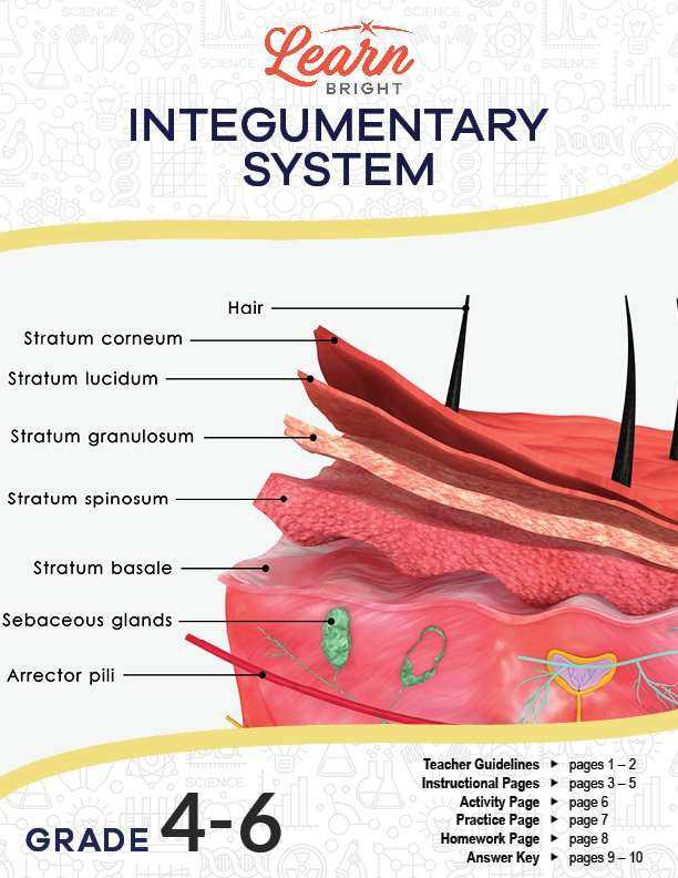 physio integumentary system review worksheet physio integumentary system review worksheet