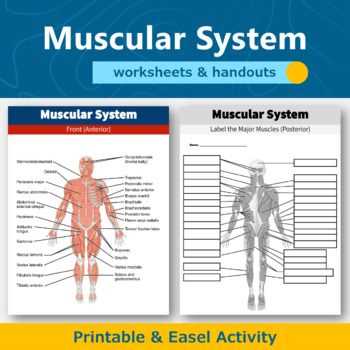 printable muscle labeling worksheet