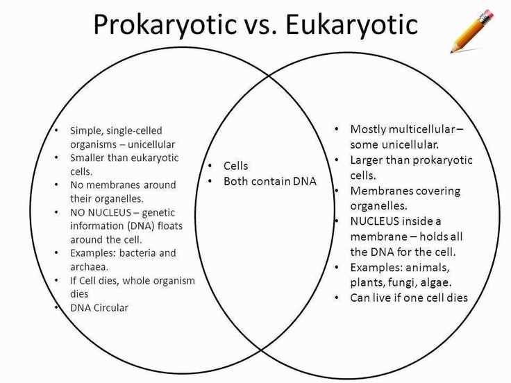 prokaryote worksheet