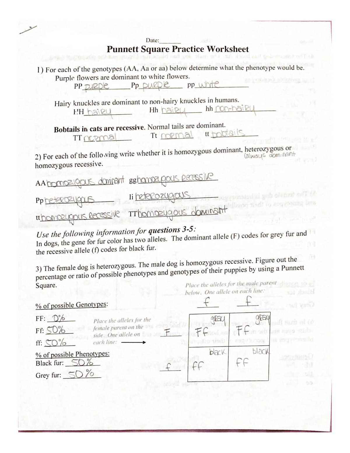 punnet square practice worksheet