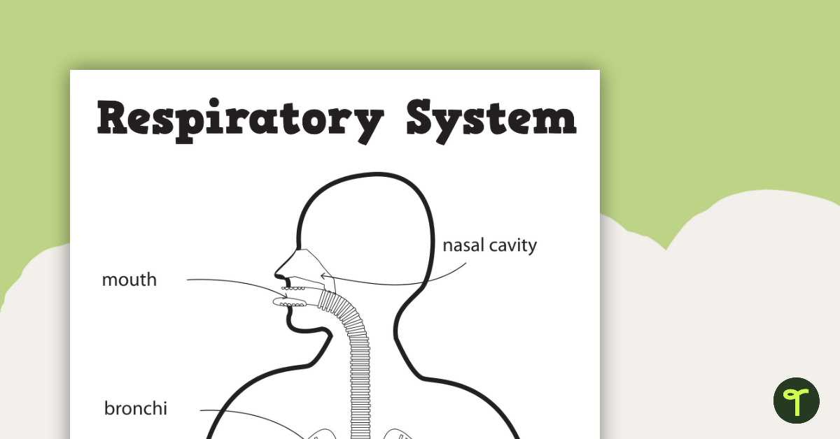 respiratory system labeling worksheet