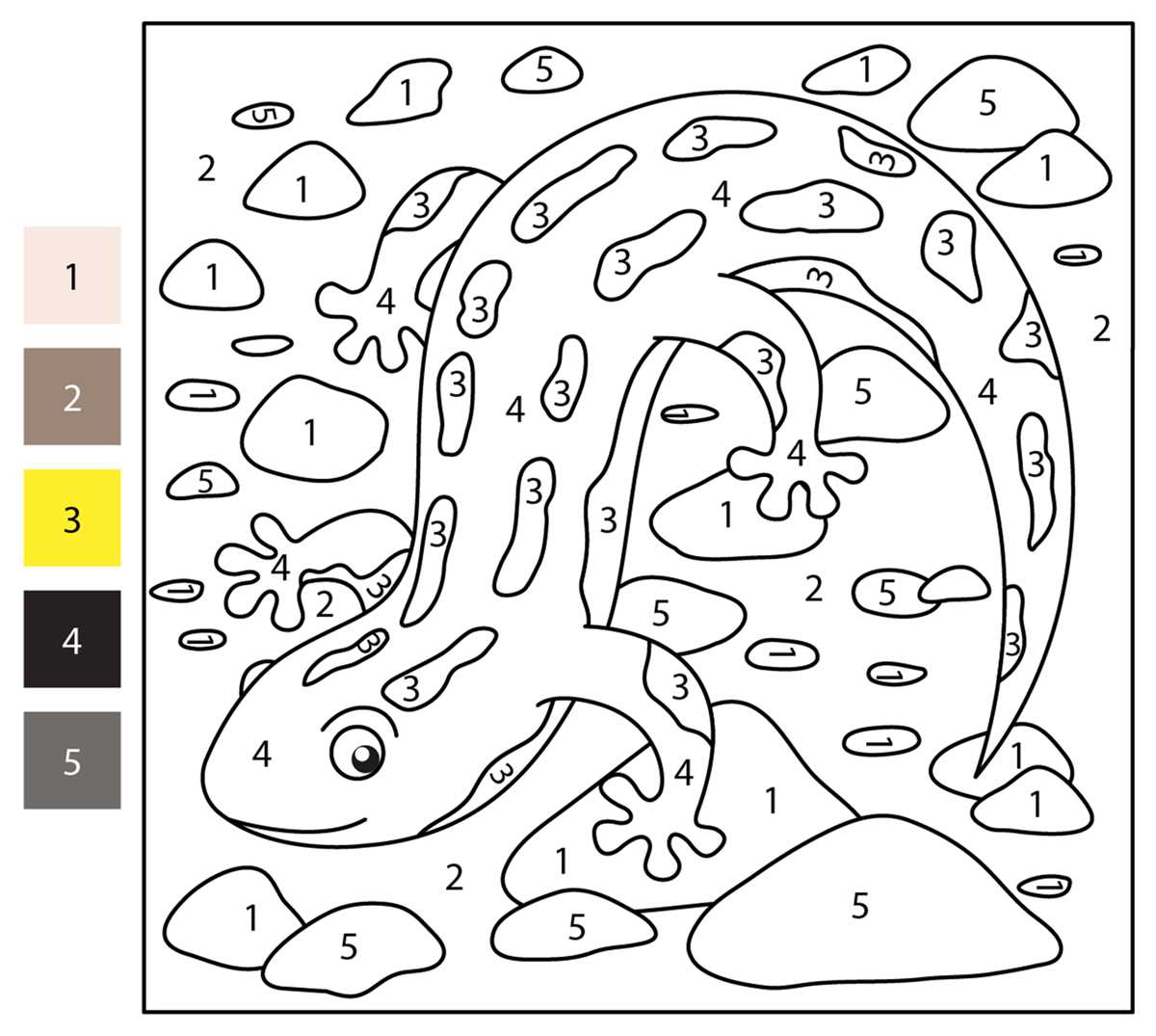 salamander worksheets
