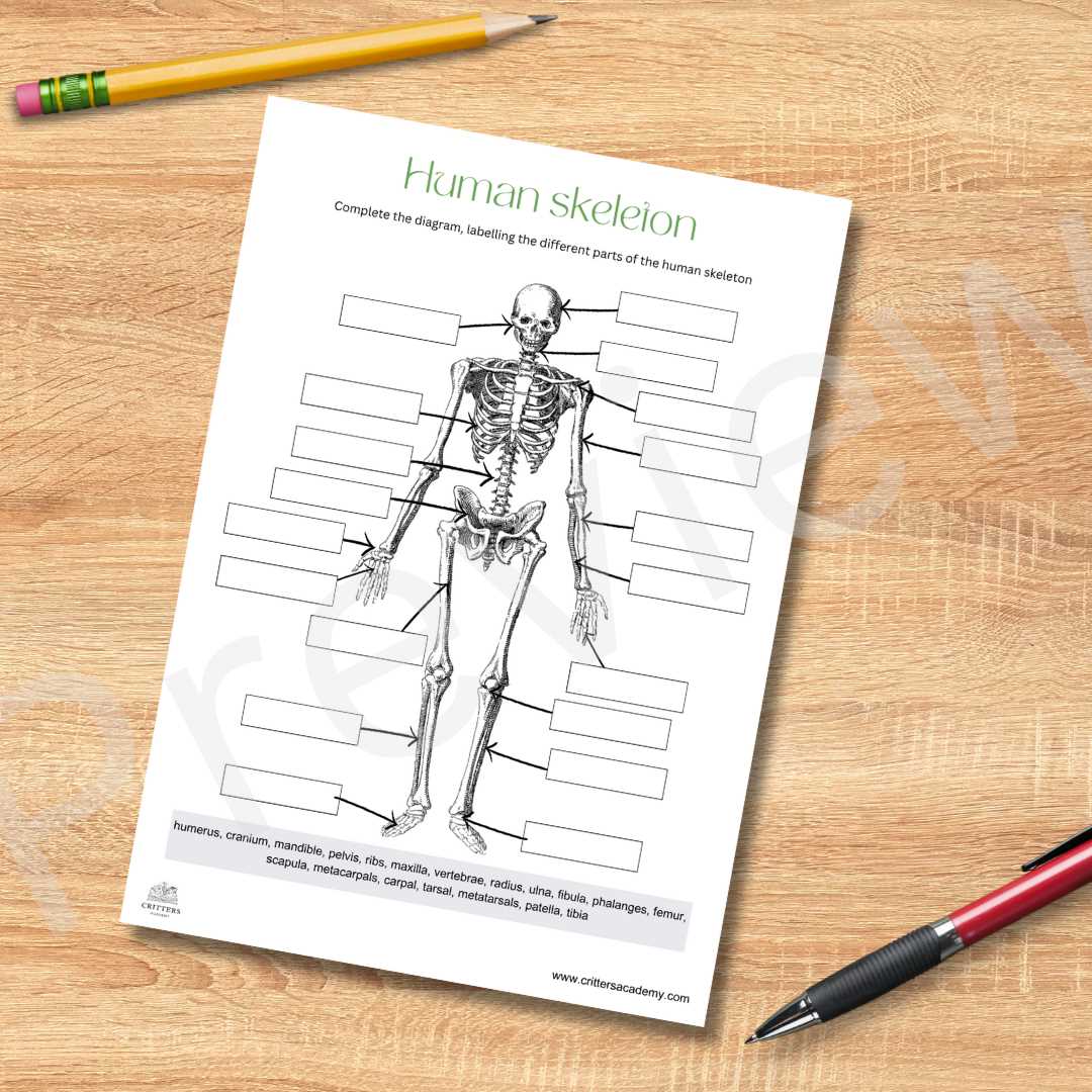 skeleton labeling worksheet