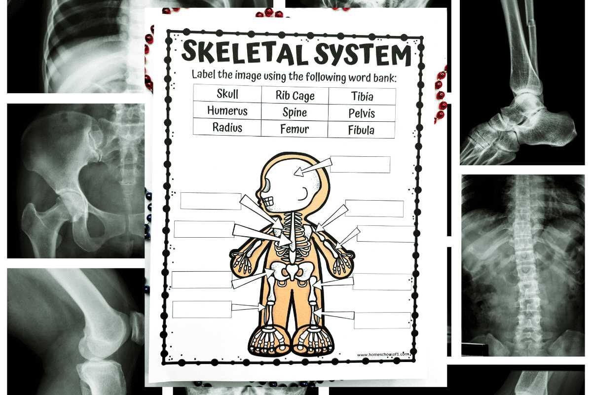 skeleton labeling worksheet