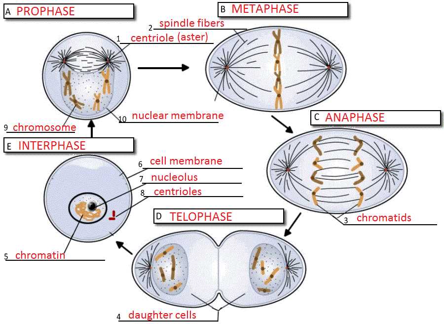 the cell cycle and mitosis worksheet
