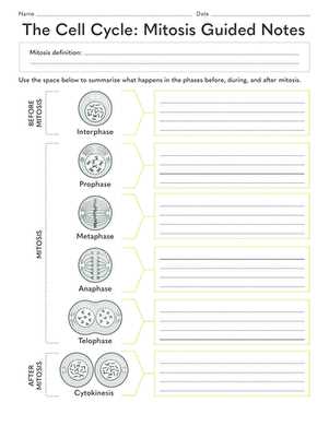 the cell cycle worksheet