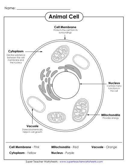 the plant cell worksheet