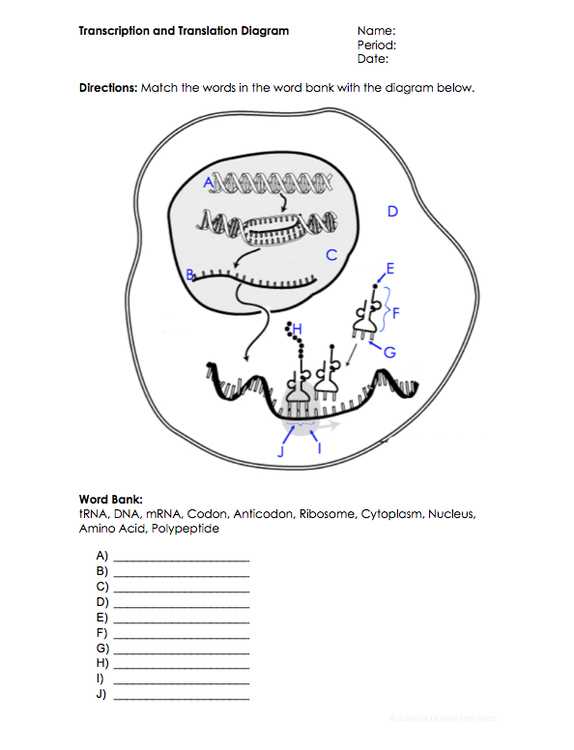 transcription and translation worksheet
