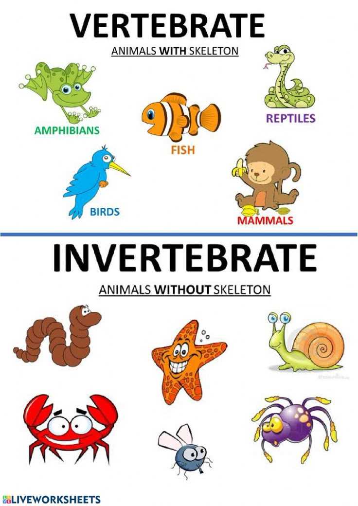 vertebrate and invertebrate animals worksheet
