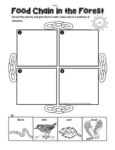 worksheet about food chain