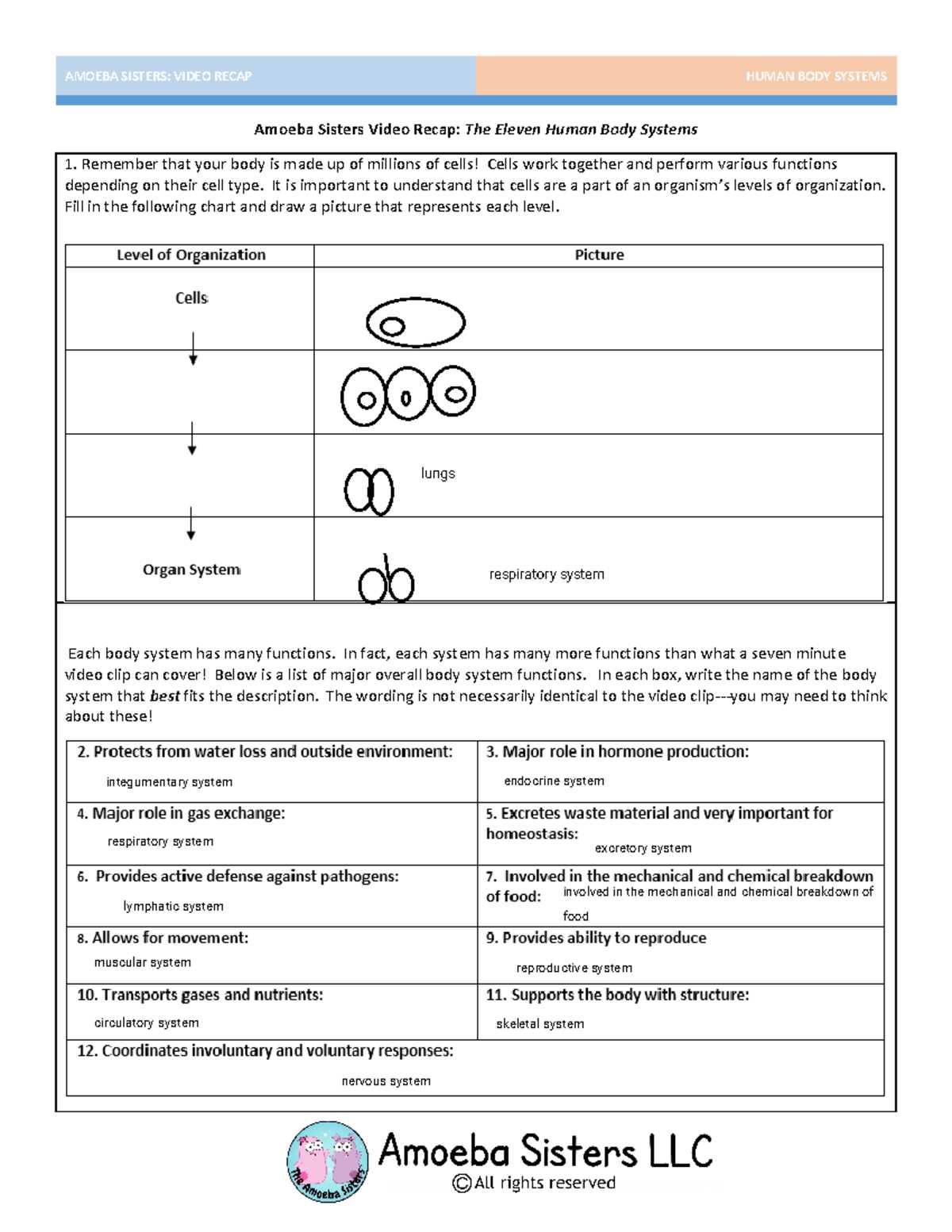 worksheet amoeba sisters the eleven human body systems