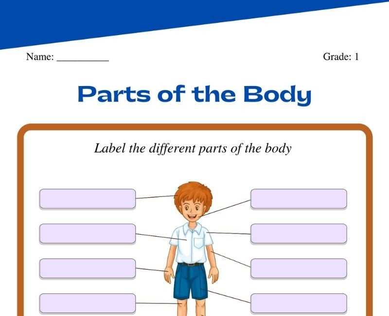worksheet for parts of the body