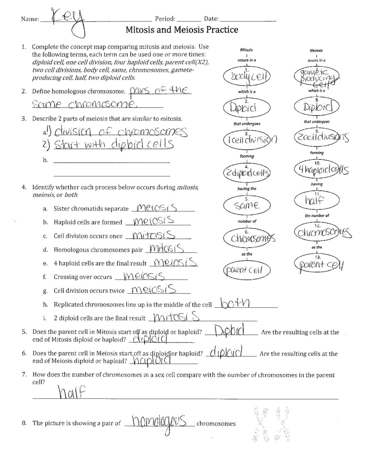 worksheet mitosis and meiosis