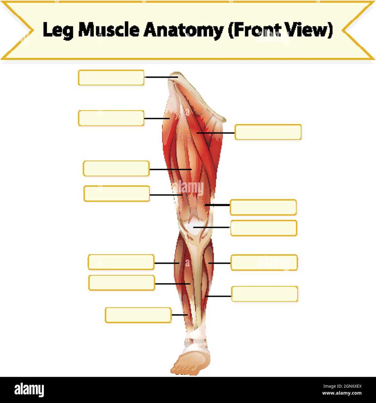 worksheet on muscles
