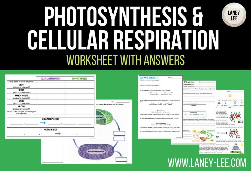 worksheet photosynthesis and cellular respiration