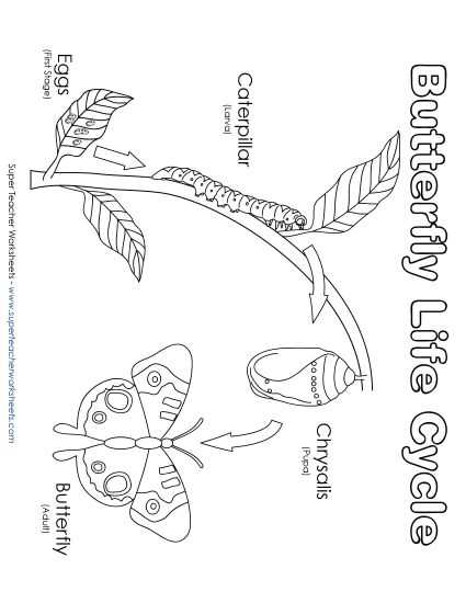 butterfly sequence worksheet