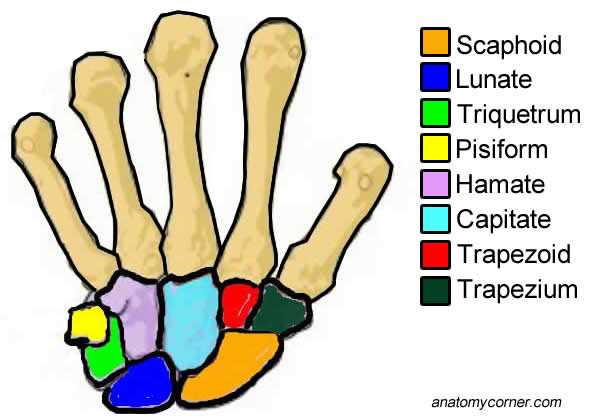 color the bones of the hand worksheet