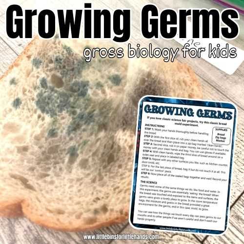 bread mold experiment worksheet