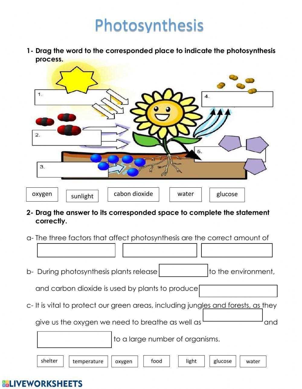 photosynthesis worksheet